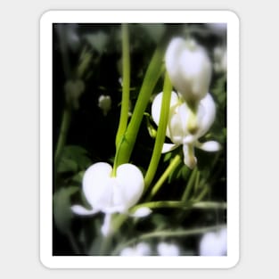 white bleeding heart macro, focal black and white Sticker